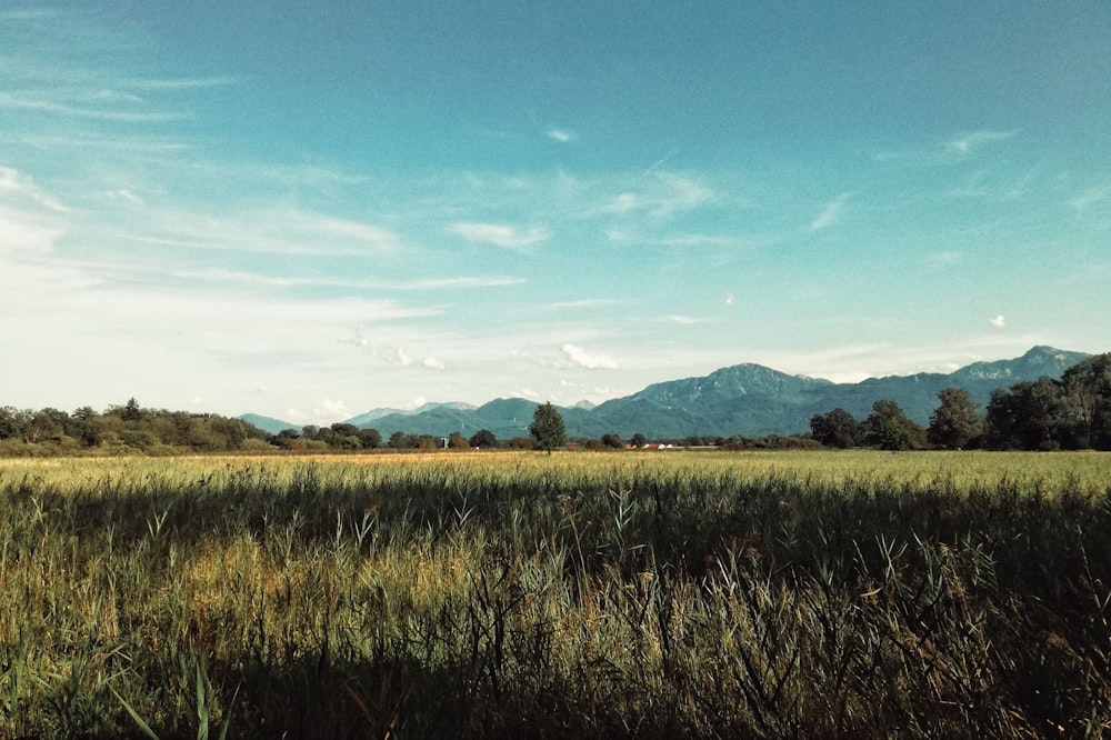 Grünes Grasfeld unter blauem Himmel tagsüber