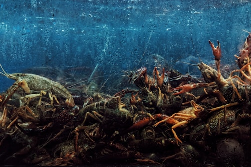 A crowded aquarium contains numerous lobsters clambering over each other. The background is a textured, deep blue, suggesting water. The lobsters are a mix of brown and orange tones, with their claws and antennae prominently visible.