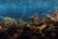 A crowded aquarium contains numerous lobsters clambering over each other. The background is a textured, deep blue, suggesting water. The lobsters are a mix of brown and orange tones, with their claws and antennae prominently visible.