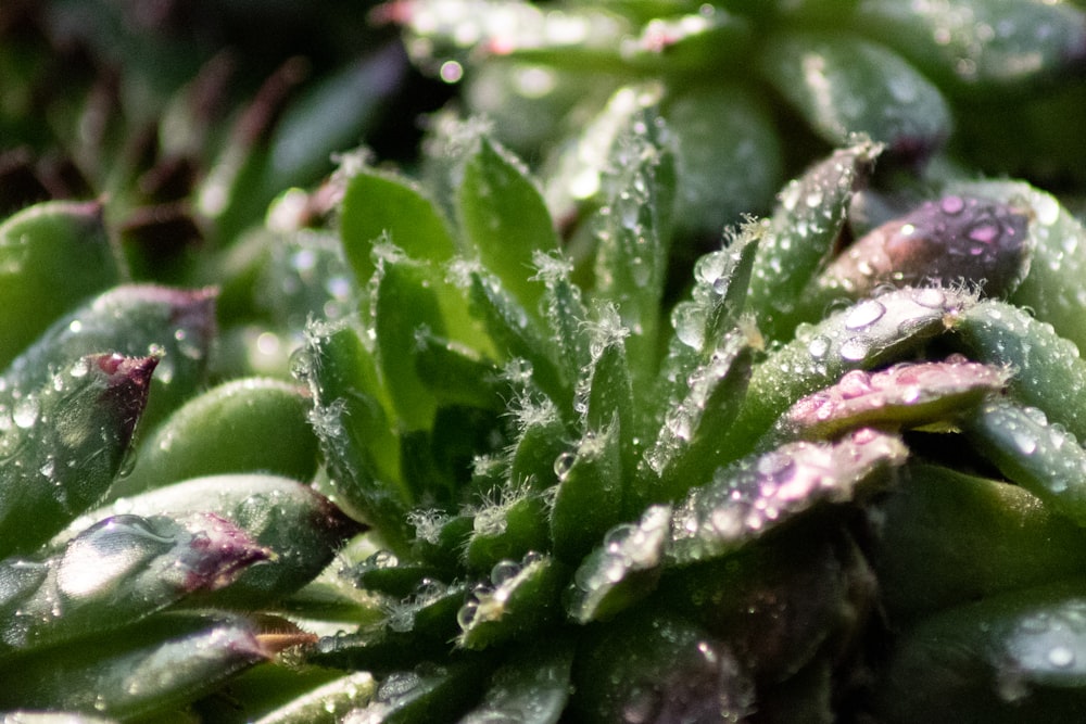 green plant with water droplets