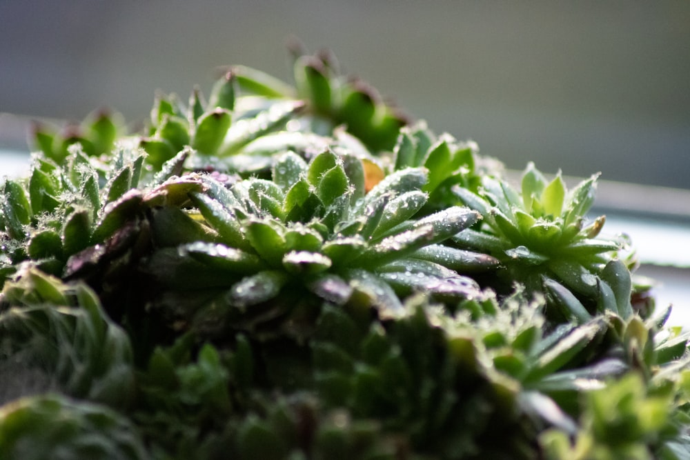 green plant in macro lens