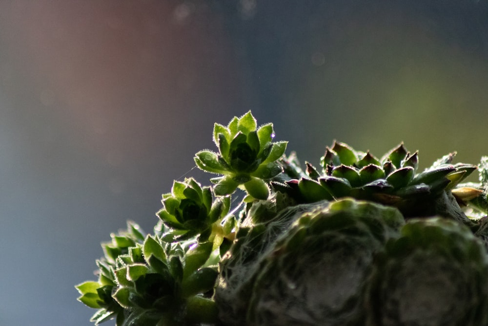 green and white flower in macro lens