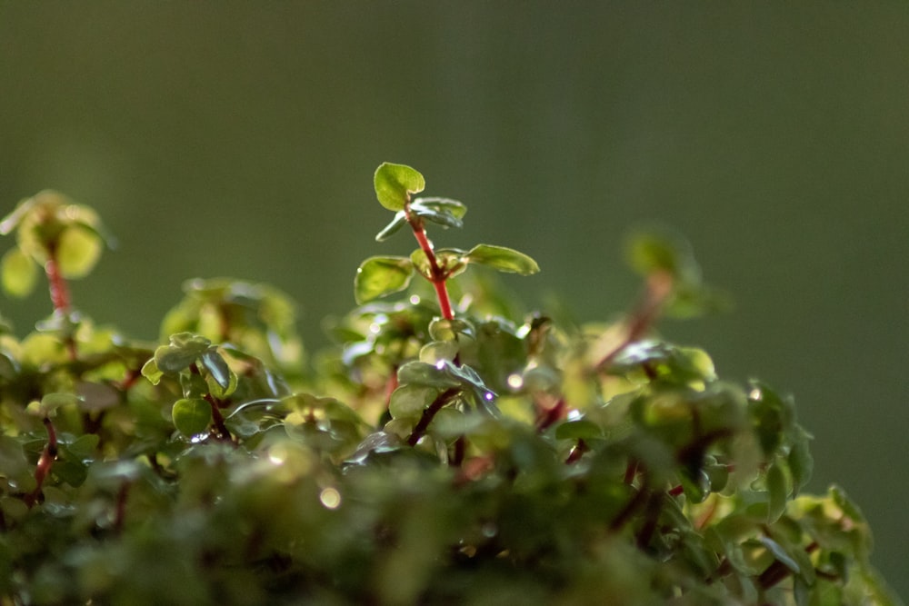 green and red plant buds