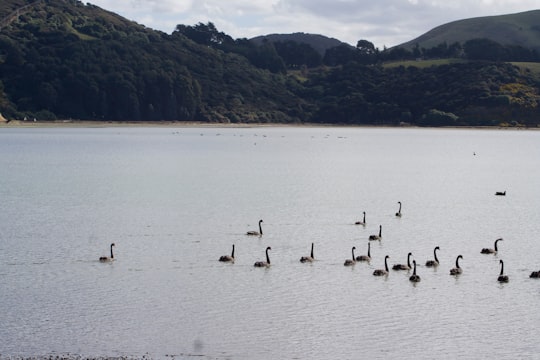 flock of geese on water during daytime in Dunedin New Zealand
