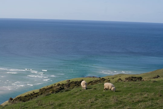 white sheep on green grass field near body of water during daytime in Dunedin New Zealand