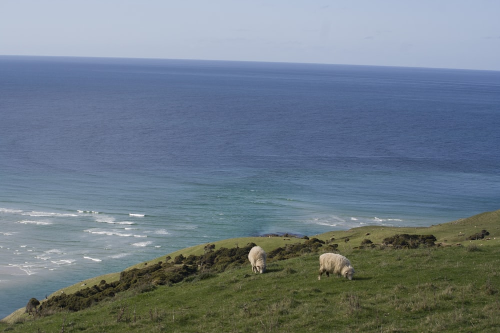 white sheep on green grass field near body of water during daytime