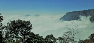 green trees on mountain under white clouds during daytime