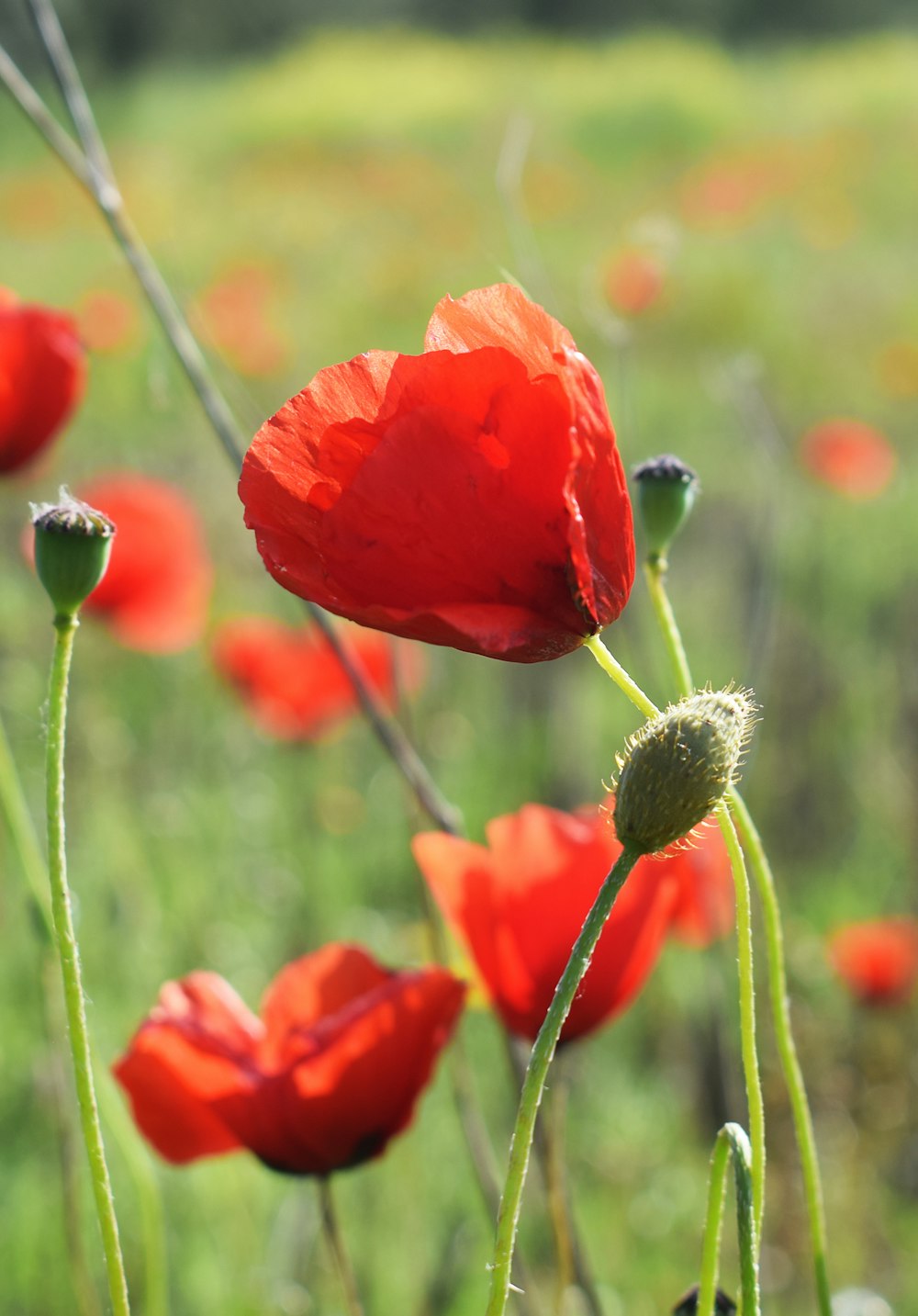 red poppy in bloom during daytime