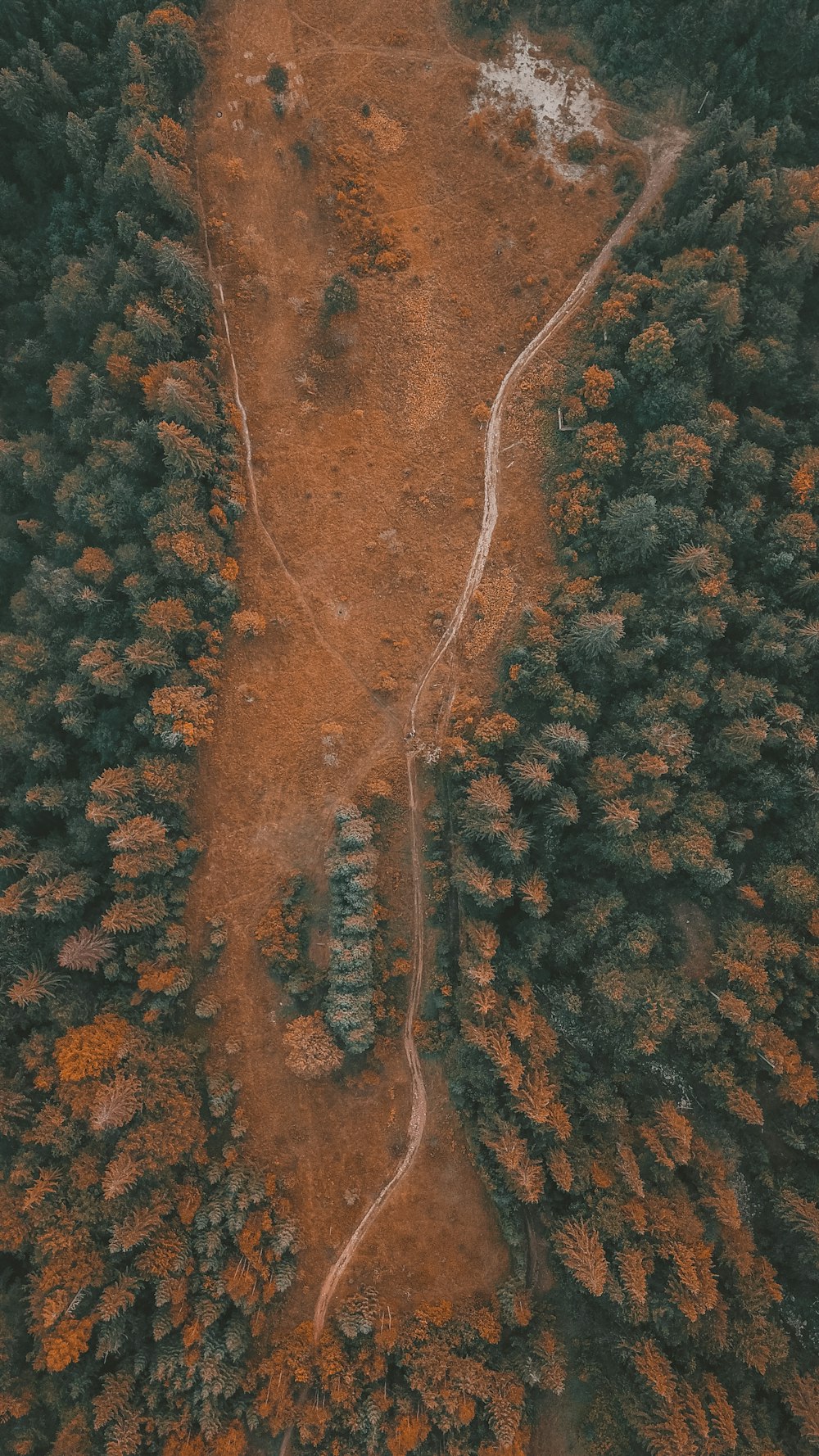 aerial view of green trees