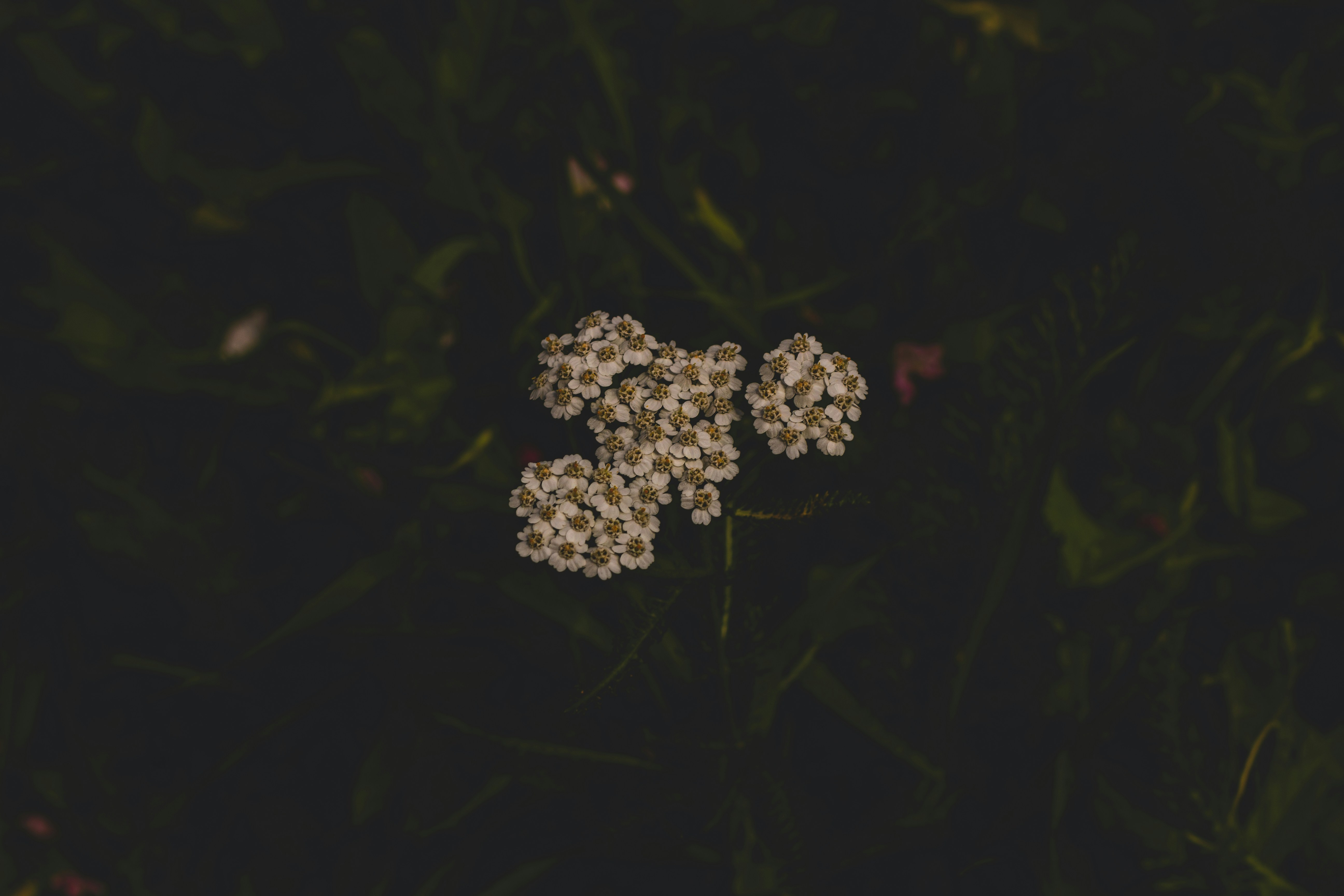 moody aesthetic | 10 best free moody, plant, flower and blossom photos