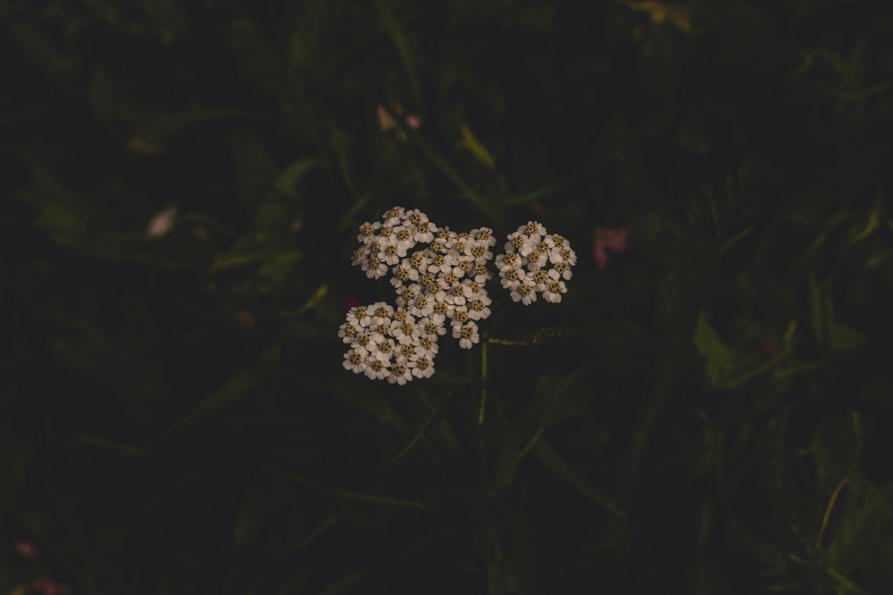 white flower in green grass