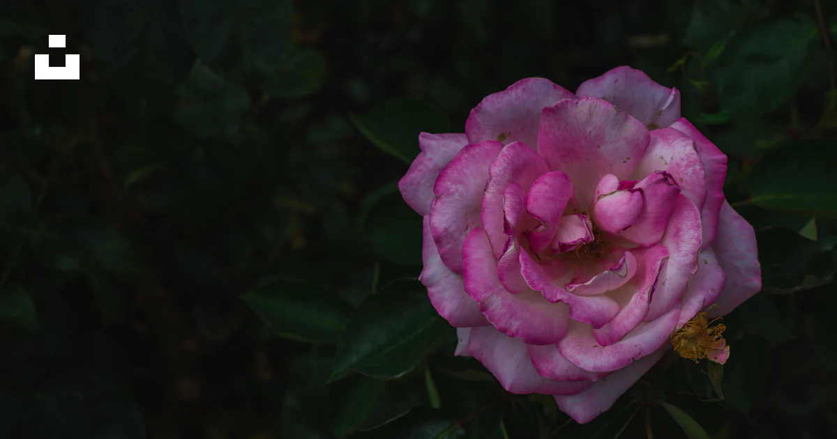 Rosa rosada en flor durante el día foto – Imagen de Flor gratuita en ...