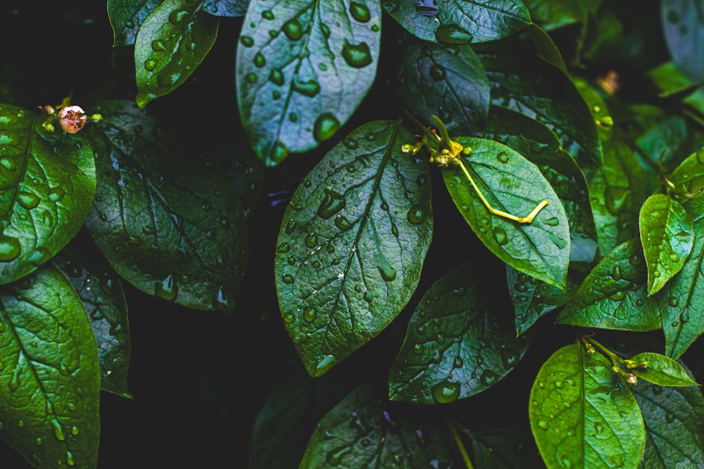 green leaves with water droplets