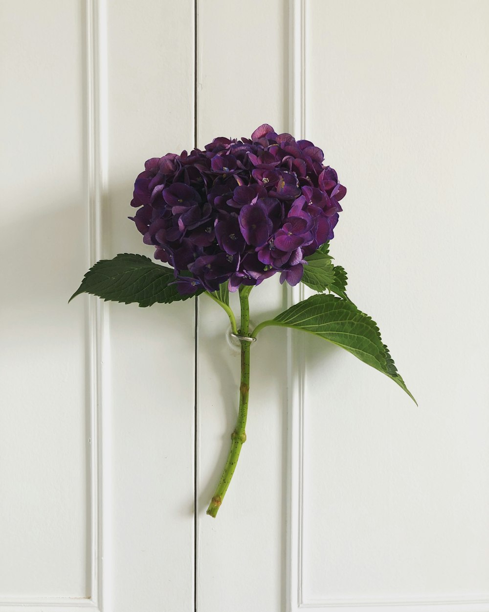 purple flower on white wall