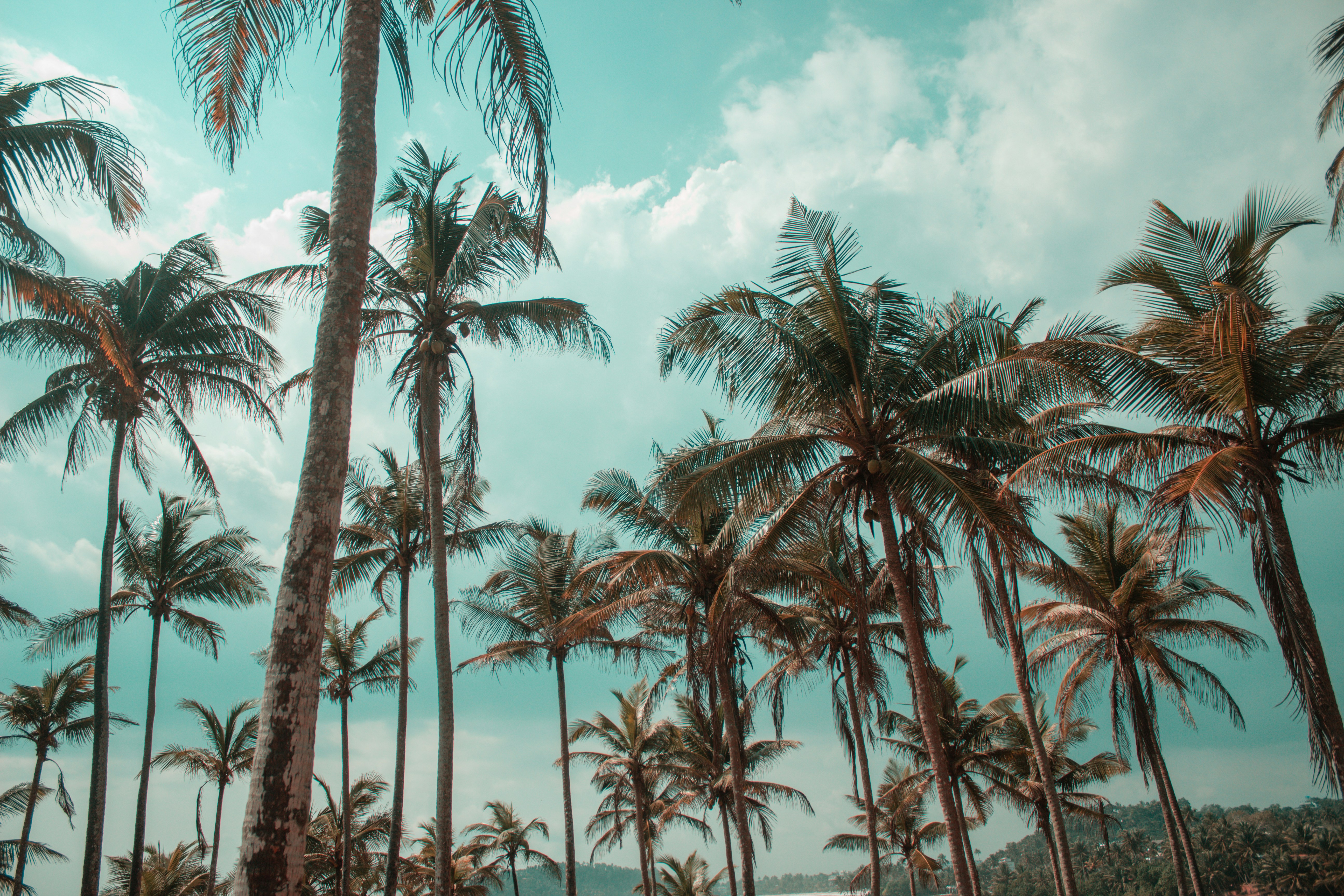 Tropical Wallpapers Free Hd Download 500 Hq Unsplash