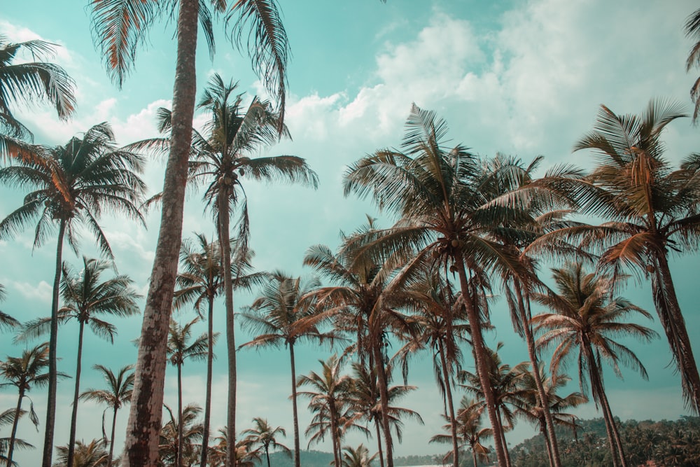 green palm trees near body of water during daytime