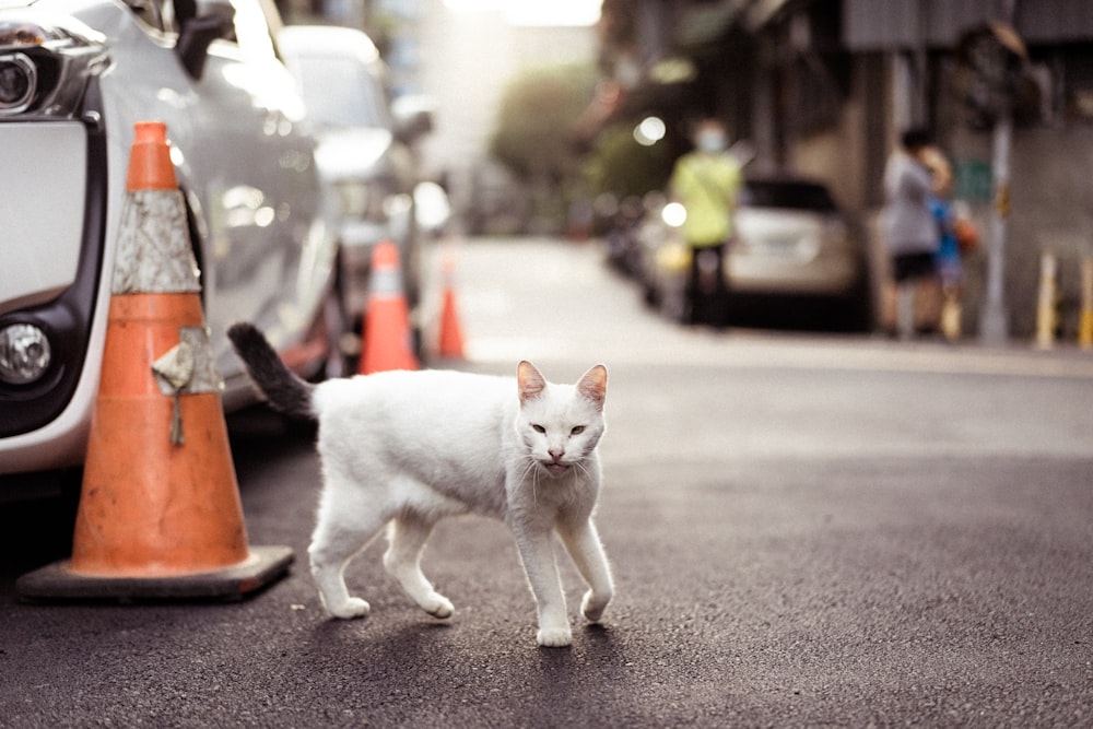 white cat on gray asphalt road during daytime
