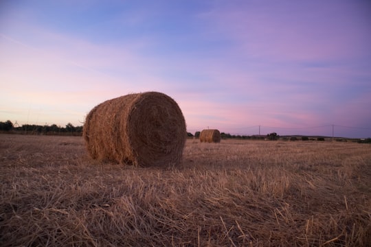 brown grass field during daytime in Campo Maior Portugal