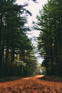 green trees under white sky during daytime
