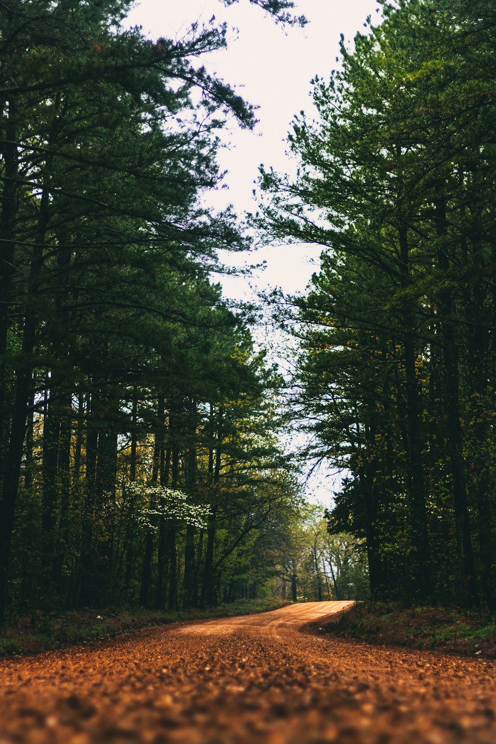 green trees under white sky during daytime