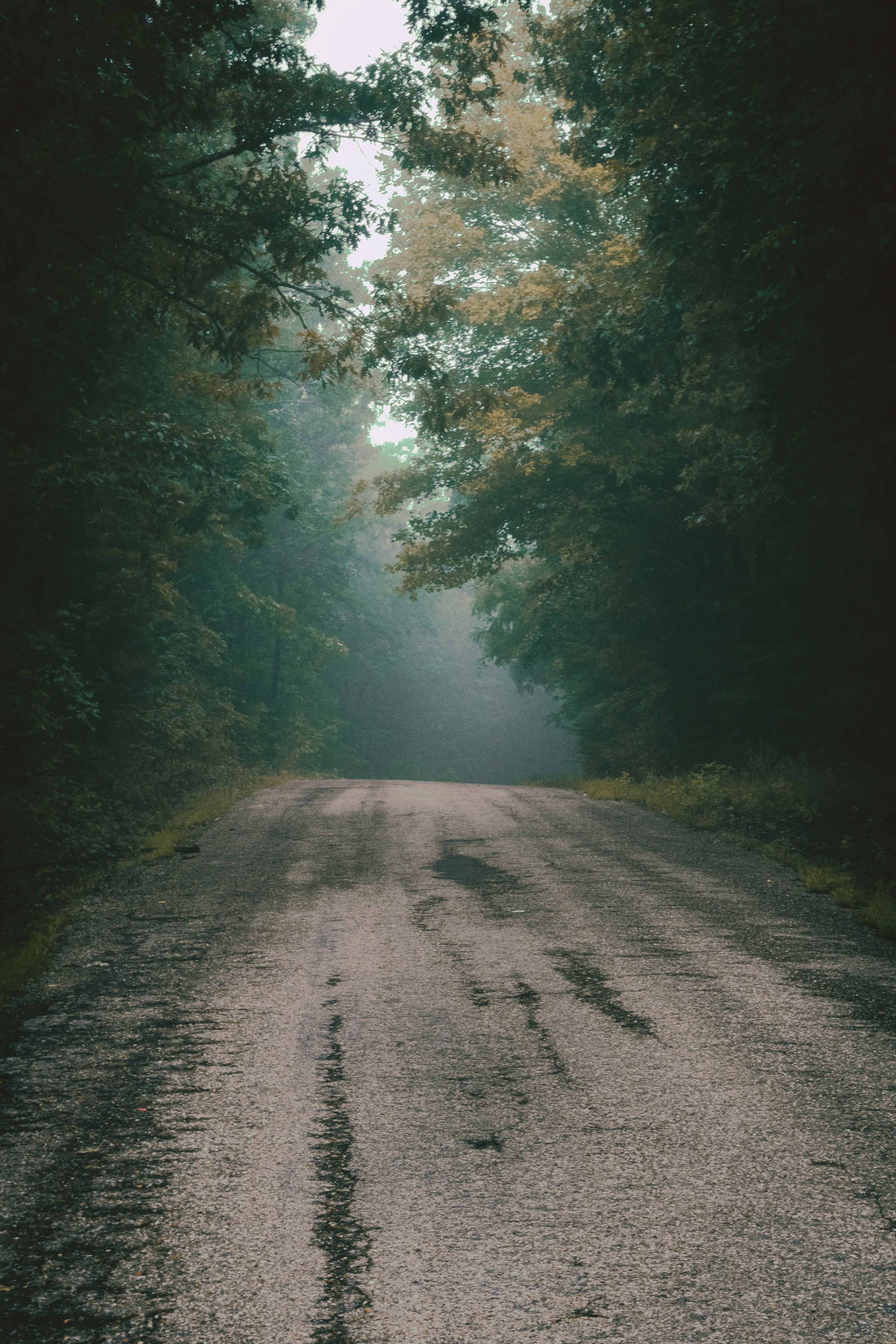 gray road in between green trees during daytime