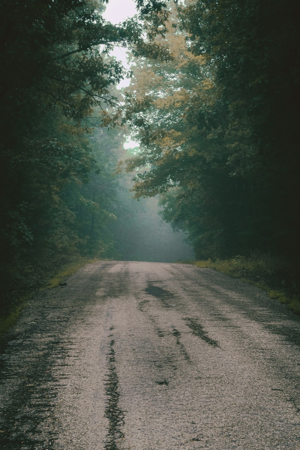 gray road in between green trees during daytime