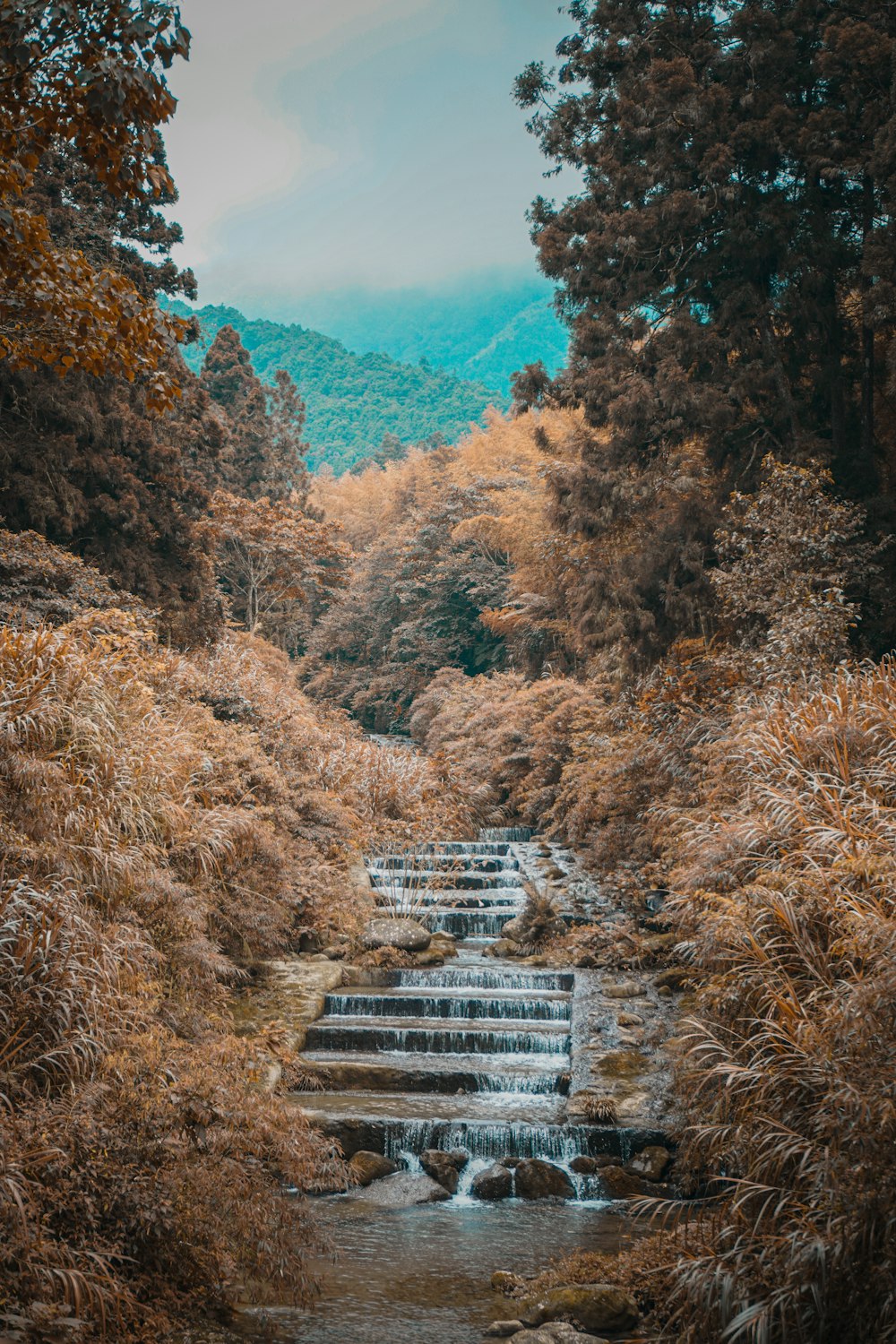 white wooden bridge on brown and green trees during daytime