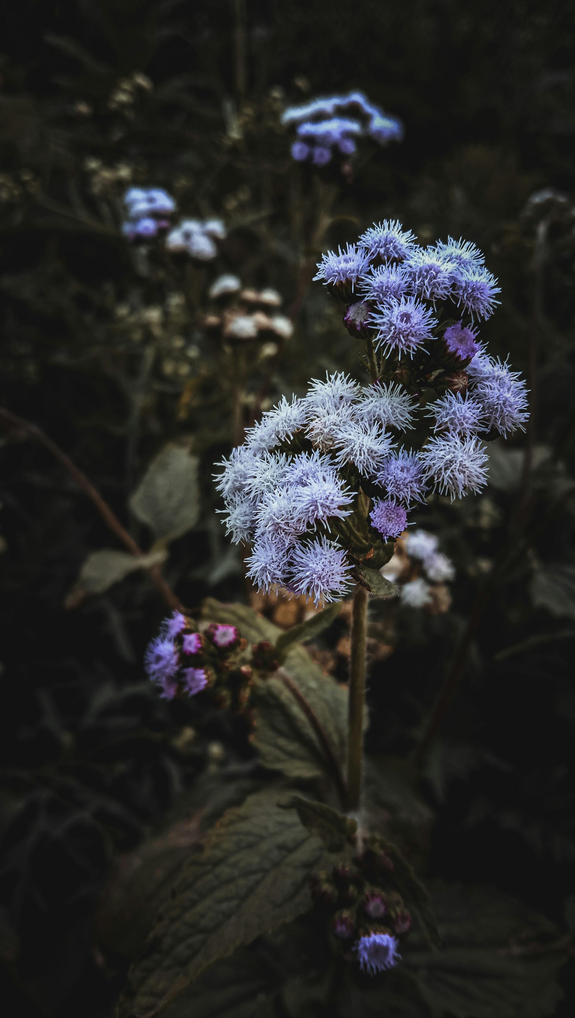 Photo by photodrugist