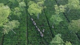 An aerial view of a lush green plantation or forest with rows of plants and a small herd of elephants walking through the pathways between the plants. The area is interspersed with tall trees providing a canopy over the landscape.