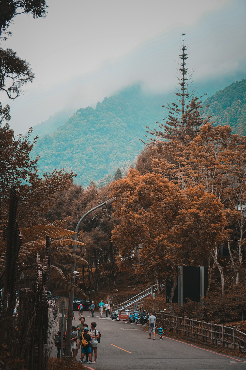 green and brown trees near mountain during daytime