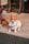 A small dog with a white and tan coat sits on a pebble-textured surface. It wears a colorful harness and looks directly at the camera with alert ears. Another dog is partially visible, sitting beside it. The background features a storefront with wooden supports and colorful, cartoon-like signs.