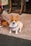 A small dog with a white and tan coat sits on a pebble-textured surface. It wears a colorful harness and looks directly at the camera with alert ears. Another dog is partially visible, sitting beside it. The background features a storefront with wooden supports and colorful, cartoon-like signs.