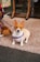 A small dog with a white and tan coat sits on a pebble-textured surface. It wears a colorful harness and looks directly at the camera with alert ears. Another dog is partially visible, sitting beside it. The background features a storefront with wooden supports and colorful, cartoon-like signs.