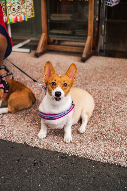 A small dog with a white and tan coat sits on a pebble-textured surface. It wears a colorful harness and looks directly at the camera with alert ears. Another dog is partially visible, sitting beside it. The background features a storefront with wooden supports and colorful, cartoon-like signs.