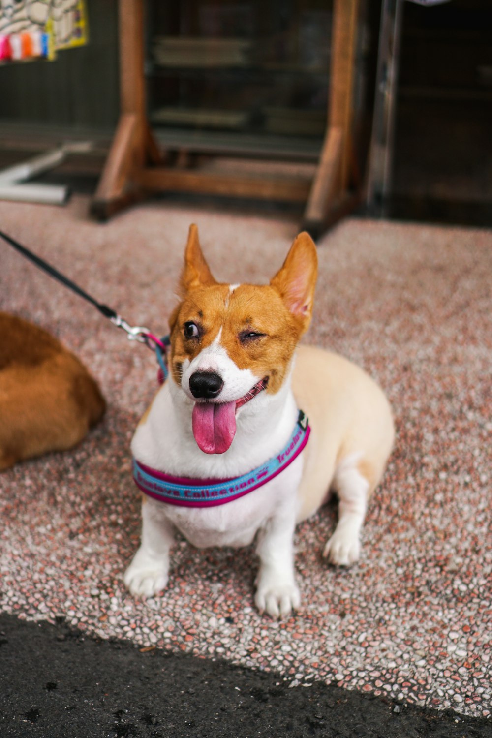 white and brown short coated dog on brown carpet