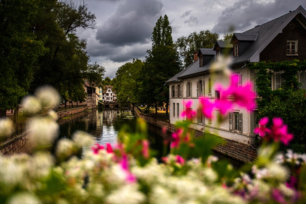 pink and white flowers near brown wooden house and river during daytime