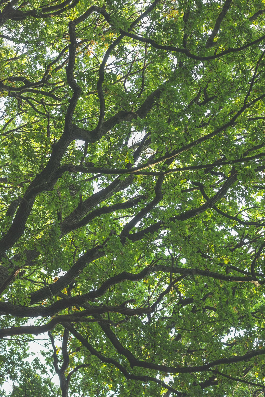 green and brown tree during daytime