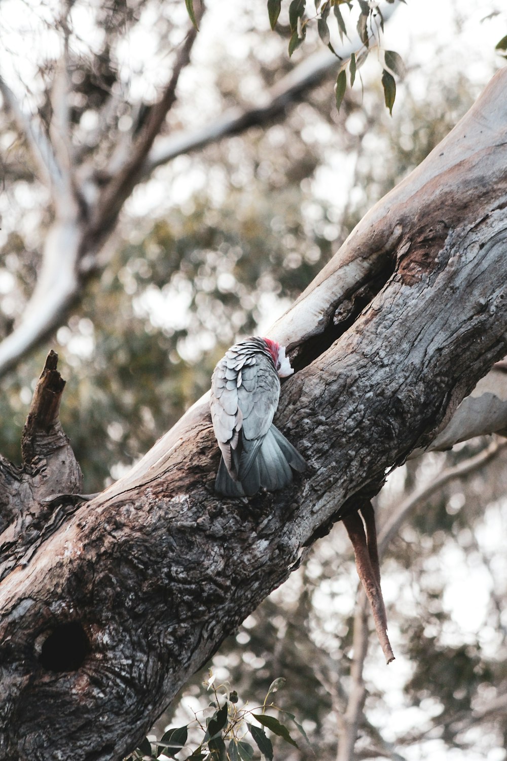 two gray birds on brown tree branch during daytime