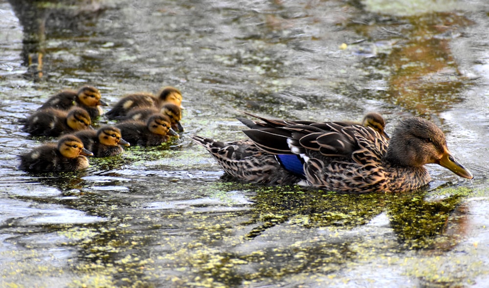 brown and black duck on water