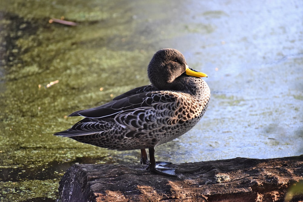 canard noir et blanc sur l’eau