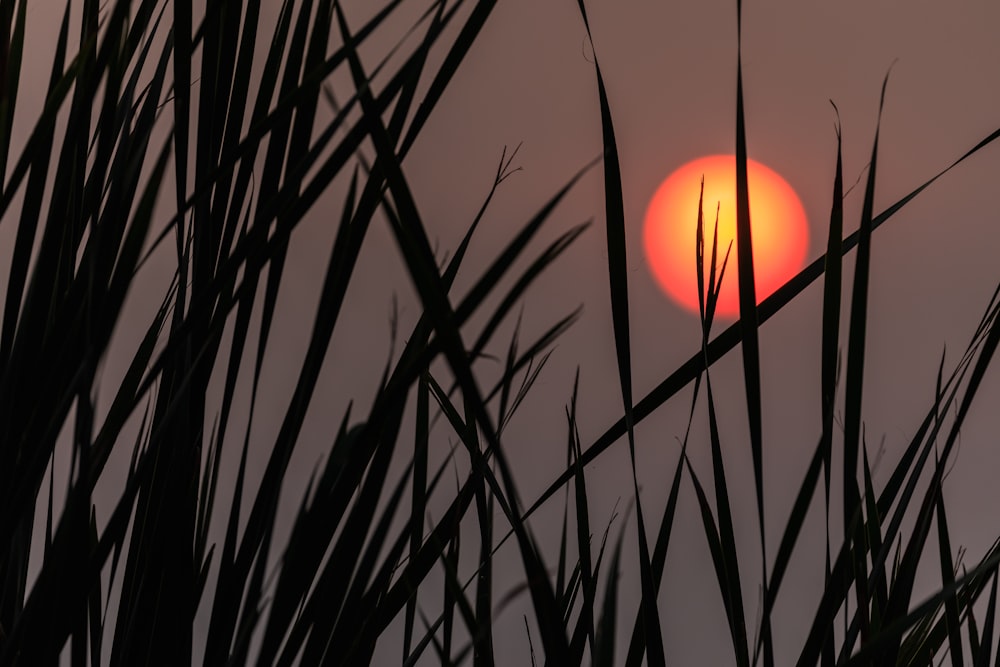 silhouette of plants during sunset