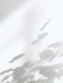 plant shadow on white wall