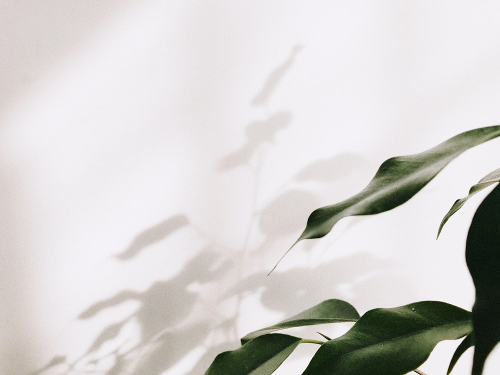 green leaf plant in white background