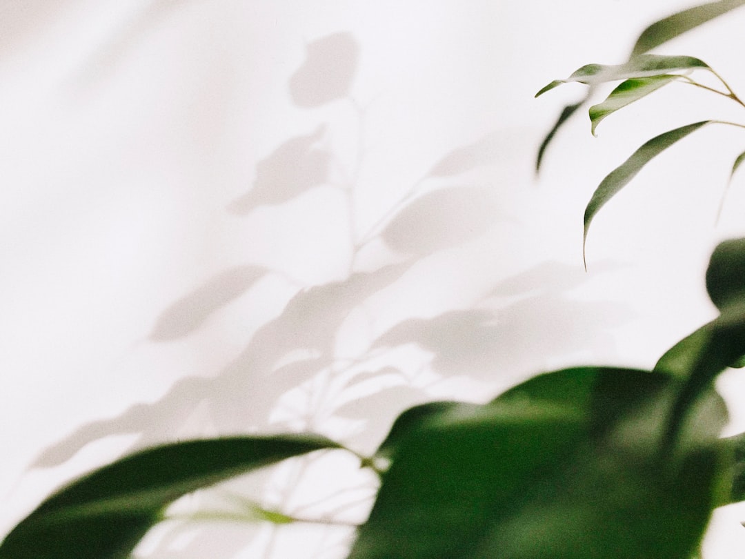 green leaves in white background