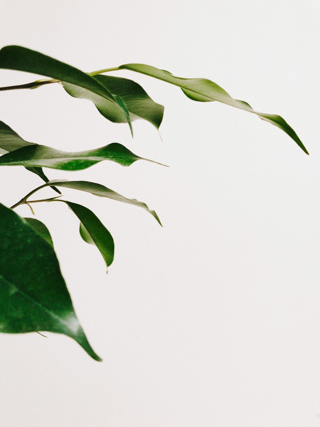 green leaves with white background