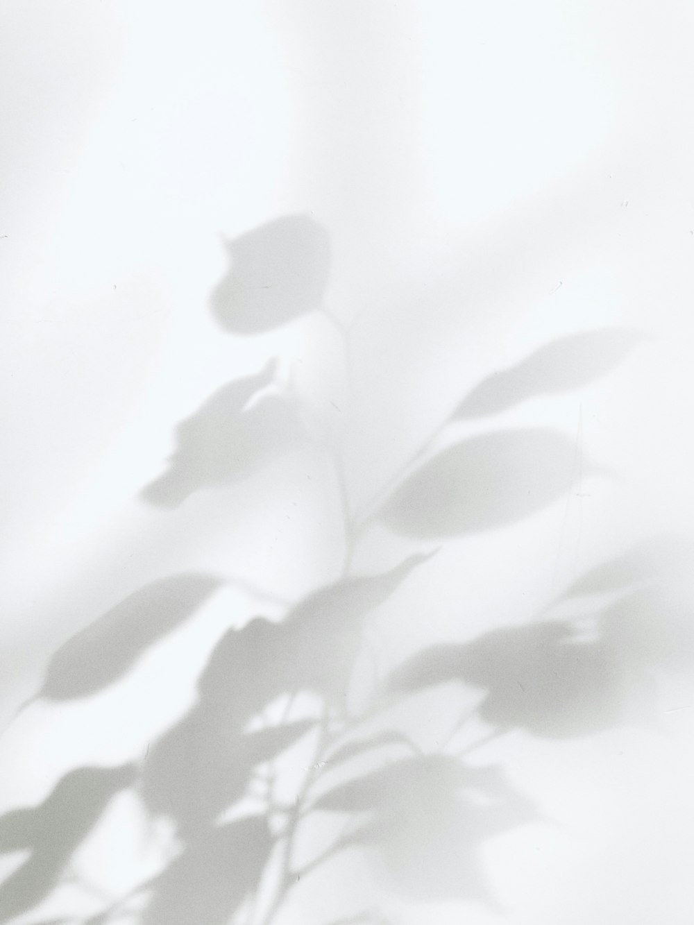 the shadow of a plant on a white wall