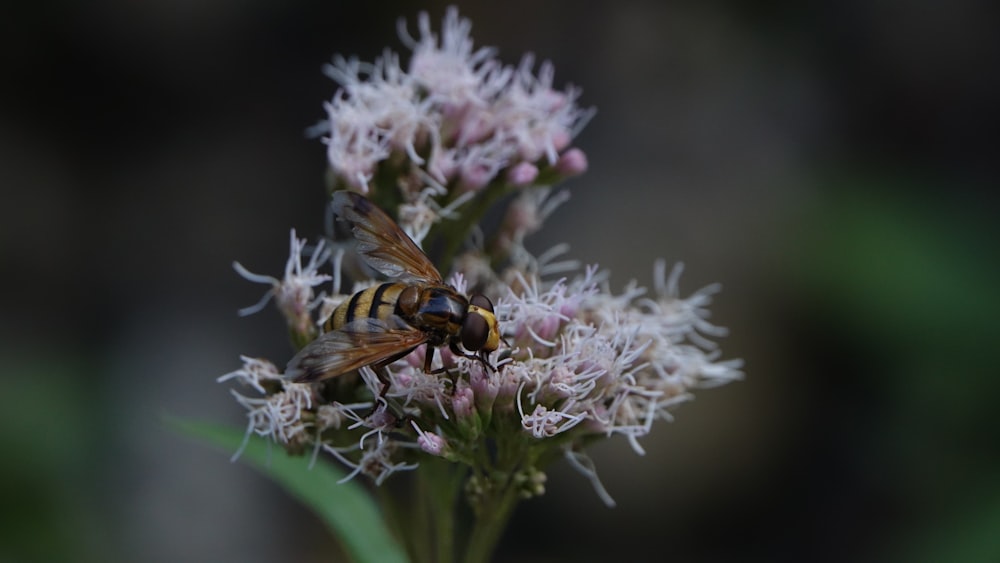 yellow and black bee on white flower