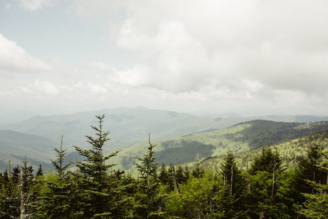 green trees on mountain under white clouds during daytime