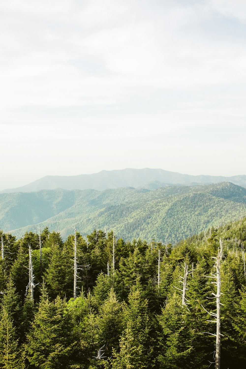 green trees on mountain during daytime