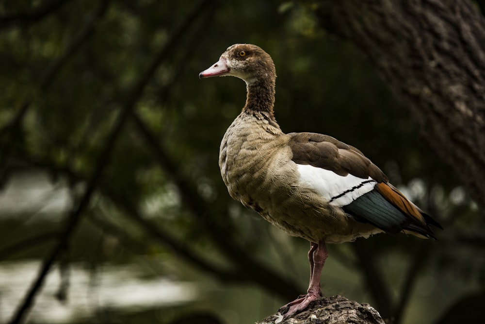 brown and blue duck on brown wood log